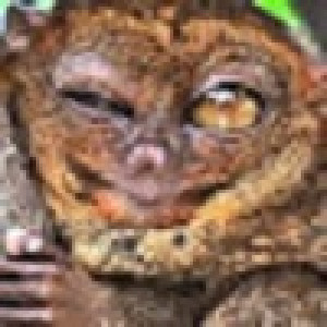 Avatar użytkownika