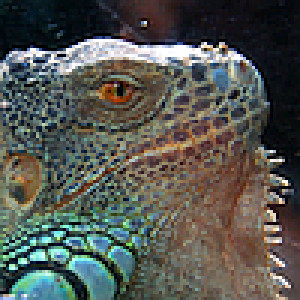 Avatar użytkownika
